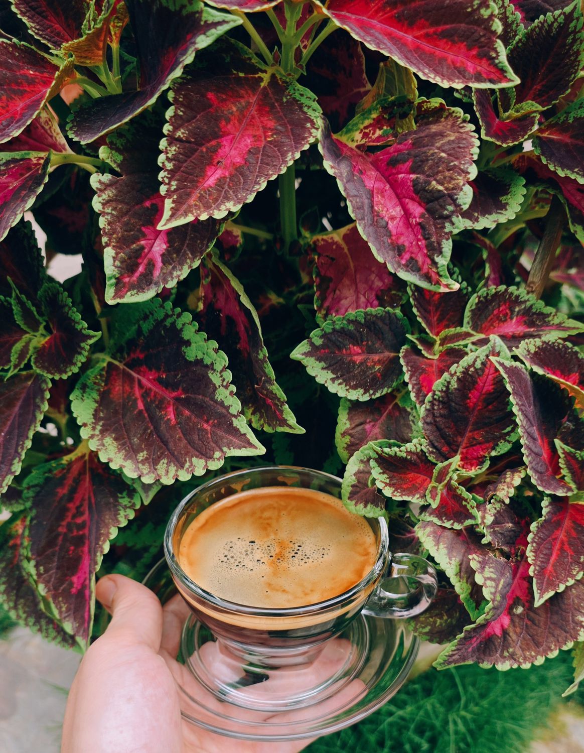 Espresso against coleus leaves in the garden